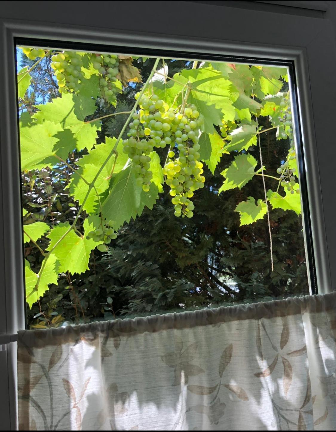 Ferienwohnung Mosel-Erker Reil Exterior foto